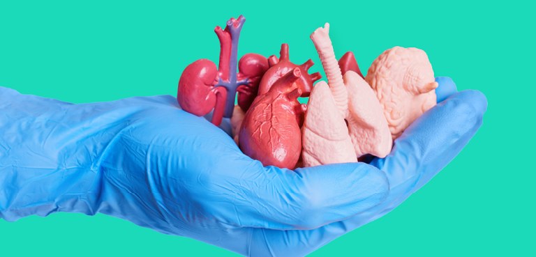 Foto de um mão com luva cirúrgica segurando várias miniaturas plásticas de órgãos humanos.
