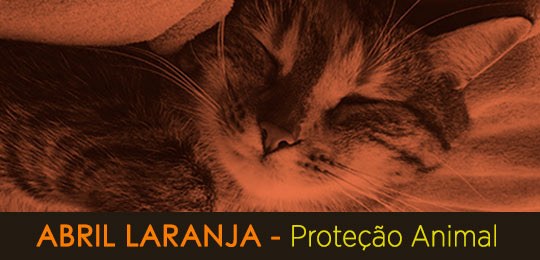 Banner de um gato com os olhos fechados. Abaixo, está escrito "Abril Laranja - Proteção Animal"